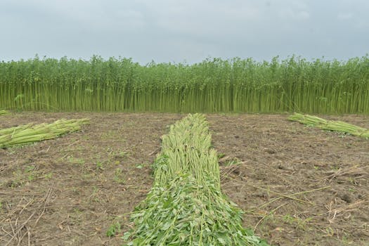 From Fiber to Fashion: Unraveling the Textile Industry’s Journey to Sustainability